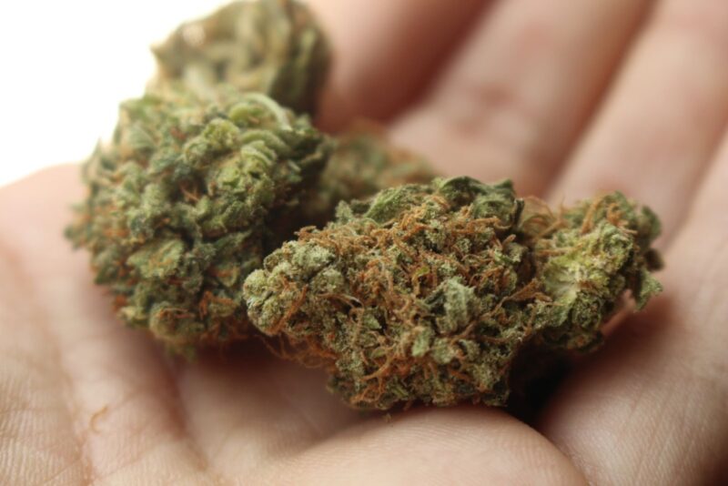 A handful of Cannabis Buds
