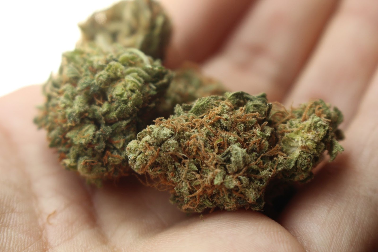 A handful of Cannabis Buds