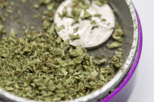 Ground cannabis in a grinder