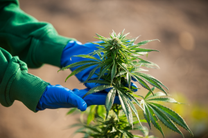 A gloved hand holding a cannabis plant