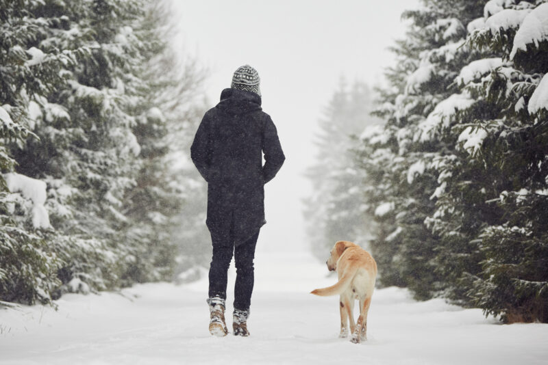 A person on a winter hiking trail in Ontario with their dog