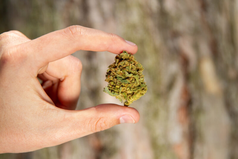 a hand holding a small cannabis bud