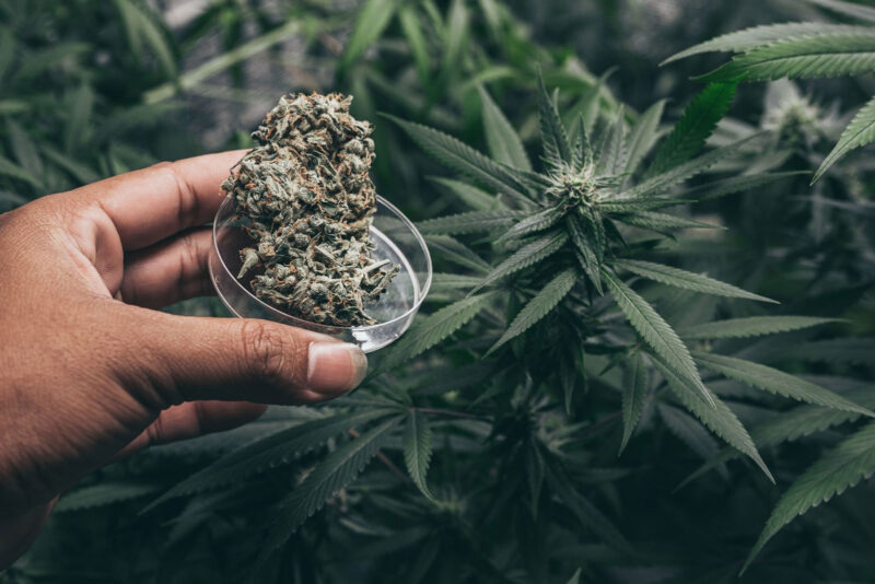 Dried cannabis flowers next to healthy cannabis plants