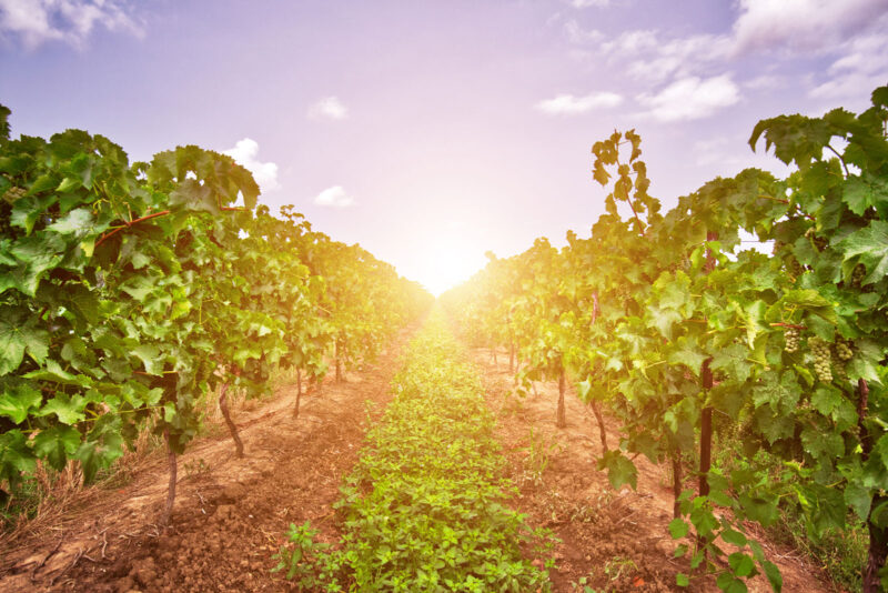 Vineyards in Niagara-on-the-Lake, Ontario