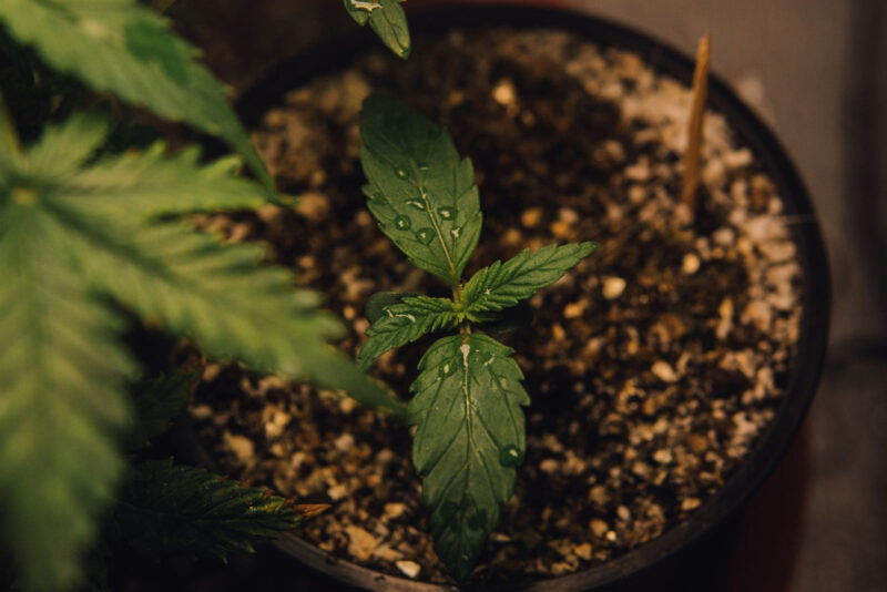 A young cannabis plant with four starter leaves