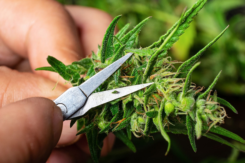 A man cutting off the leaves of a freshly harvested cannabis nug 
