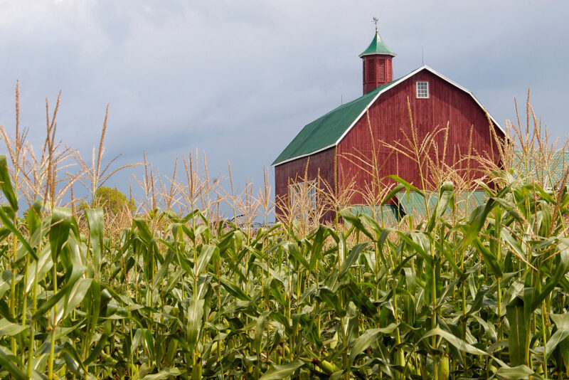 a barn in the middle of a field in Prince Edward County