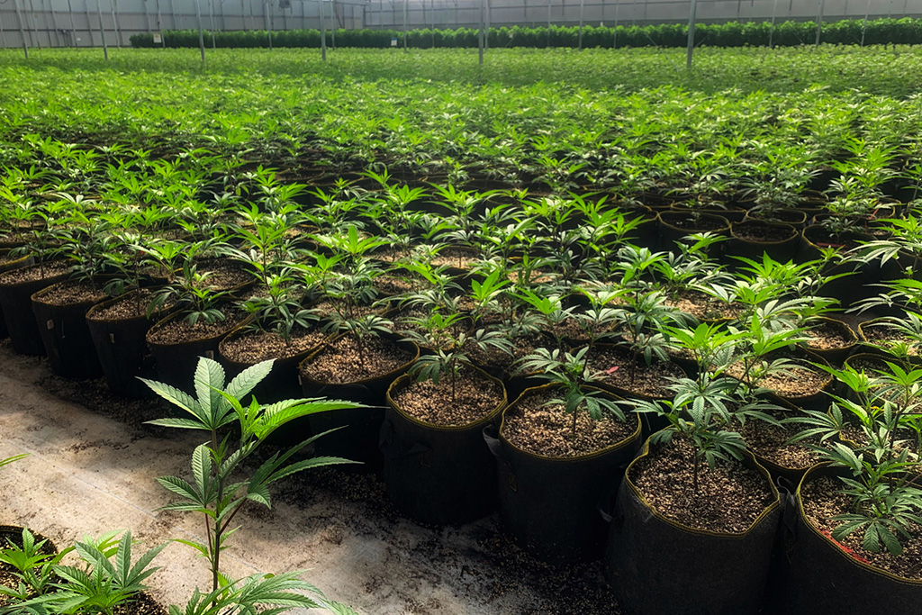  Thousands of cannabis plants in pots in a grow facility