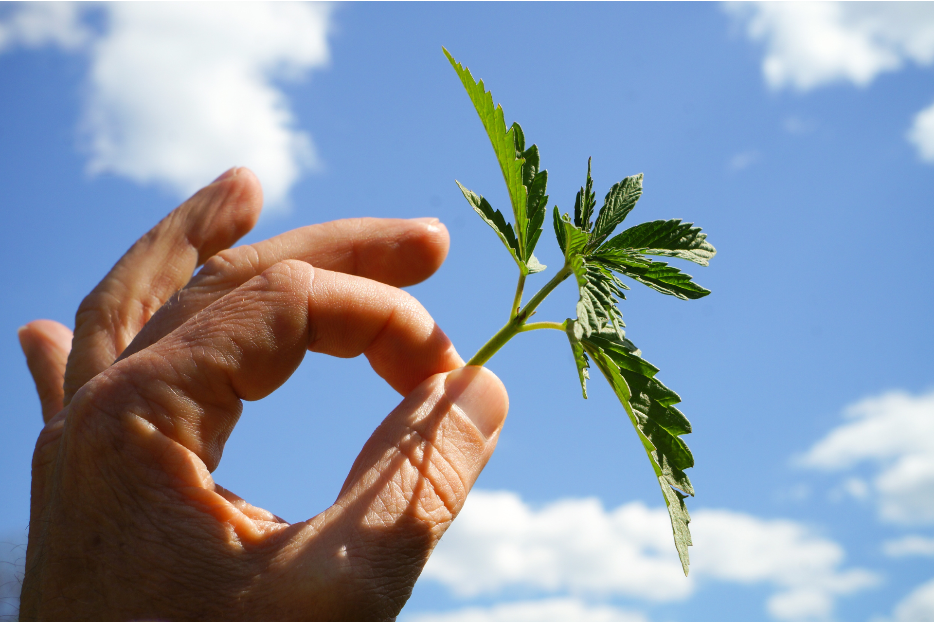 a person holding up a cannabis leaf by the stem against the sky