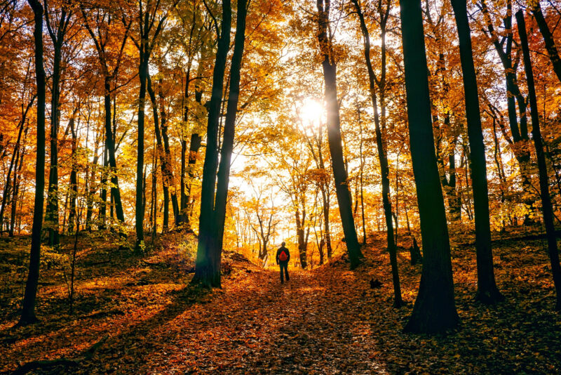 A person hiking the best Algonquin trails for fall colours