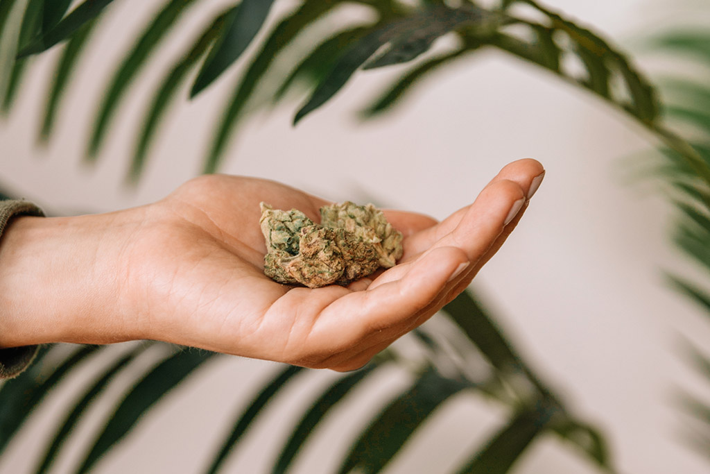 a person holds cannabis buds in their hand 