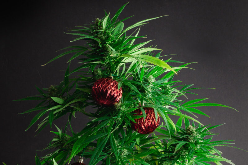 A cannabis plant decorated like a Christmas tree