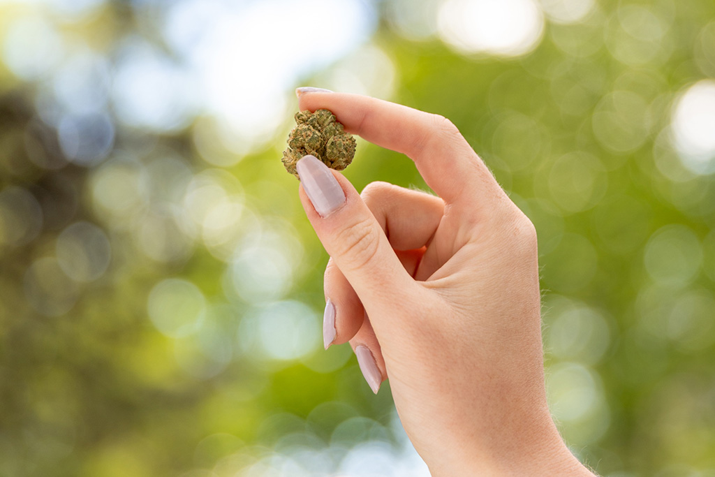 A hand holding a cannabis flower