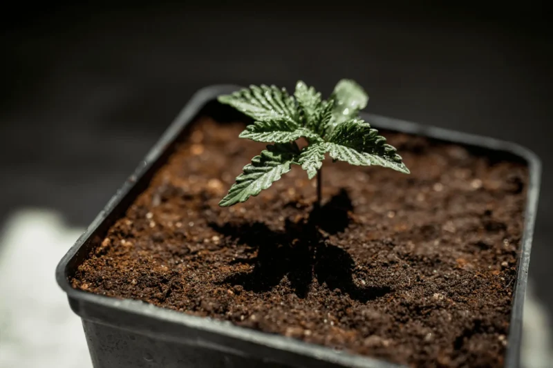 A cannabis plant growing in soil