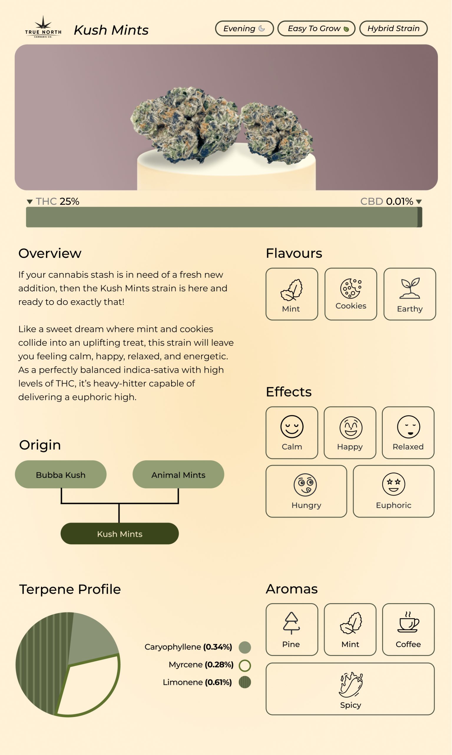 An infographic depicting the Kush Mints strain profile, including its aroma, flavours, genetics, and terpenes
