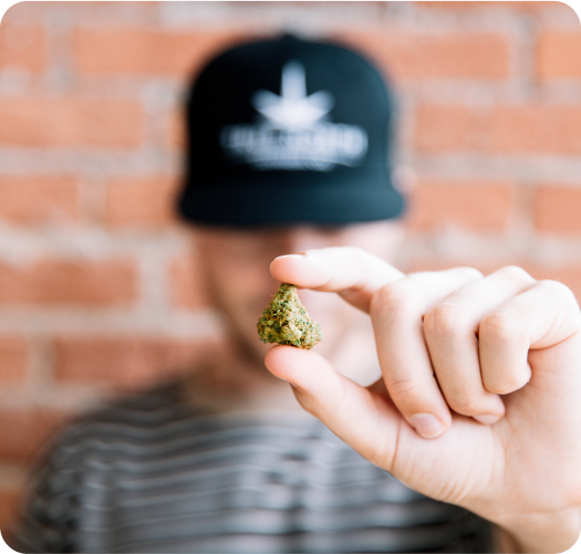 Cannabis - True North Cannabis Co