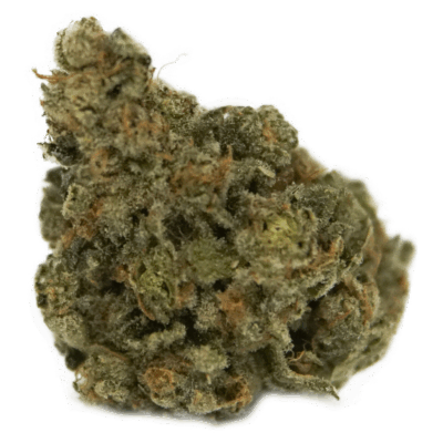 The Loud Plug Exotic Gas
