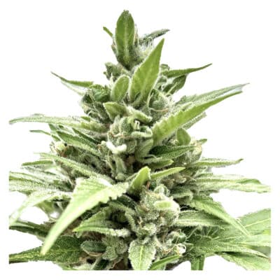Clone Collector Seed Bank - Tangerine Truffle Breath - Feminized Seeds