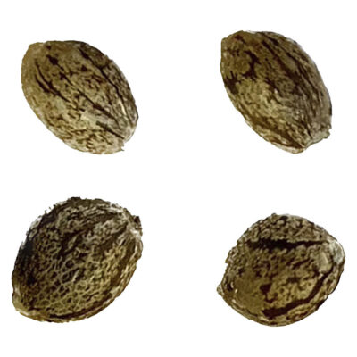 Automatic Ganja - Auto Gorilla Grape Femilized Seeds