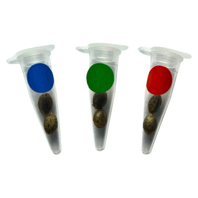 Green Rose Seeds - Crashed Out Cookies Multipack (fem Seeds)