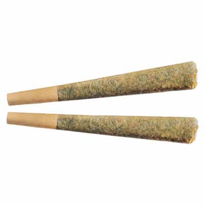 Fuego - Night Rider Indica Pre-Roll