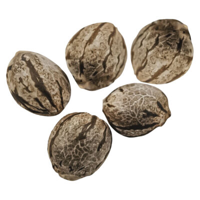 Happy Valley Genetics - Harlequin CBD Feminized Seeds