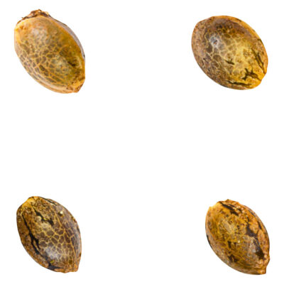 Green Rose Seeds - Crasher Breath (fem Seeds)