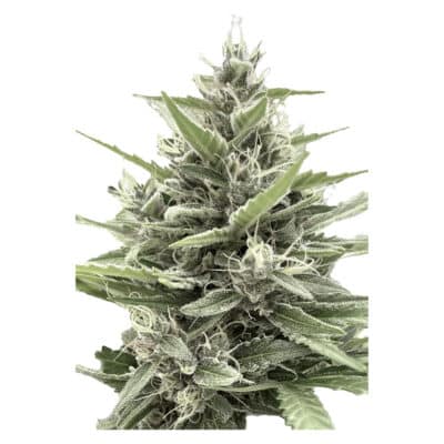 Clone Collector Seed Bank - Modified Animal Cookies - Feminized