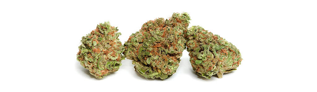 Northern Berry strain
