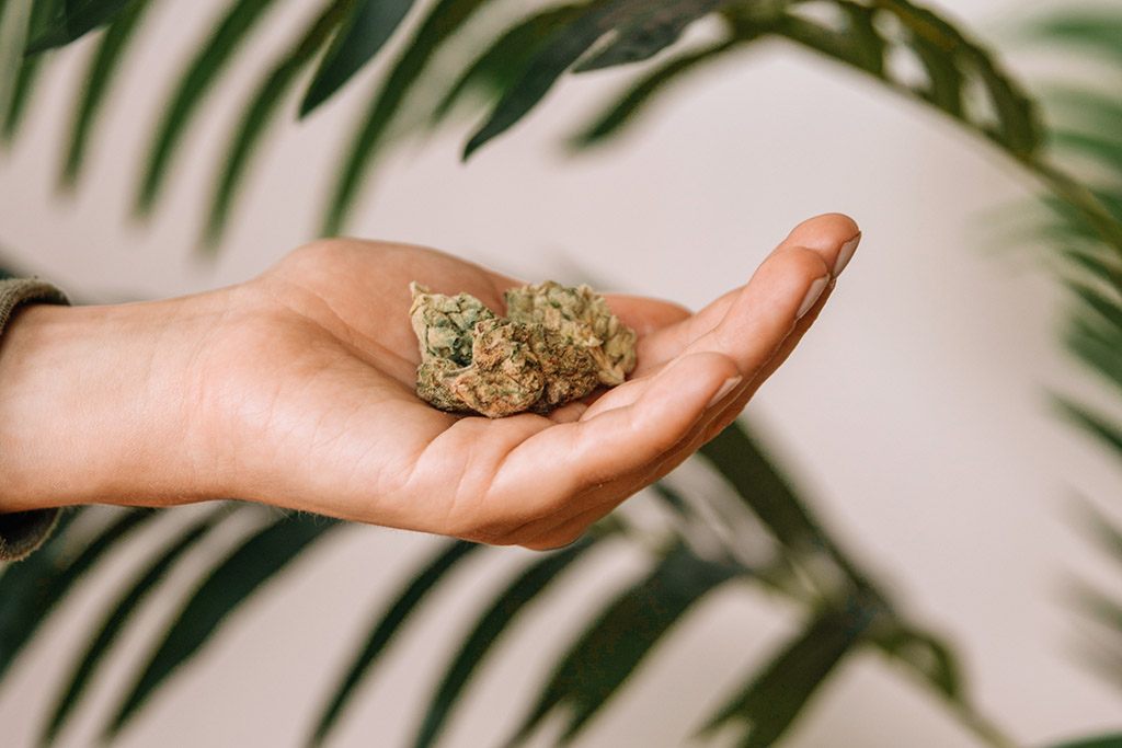 a person holding a cannabis nug