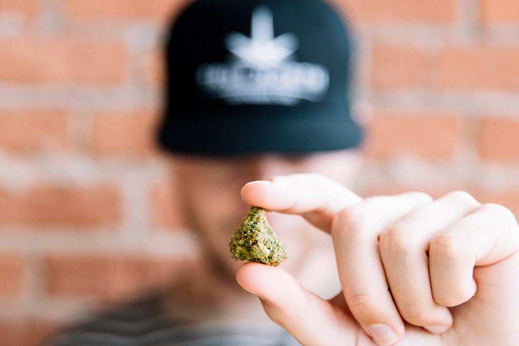 a person holding a cannabis bud up to the camera