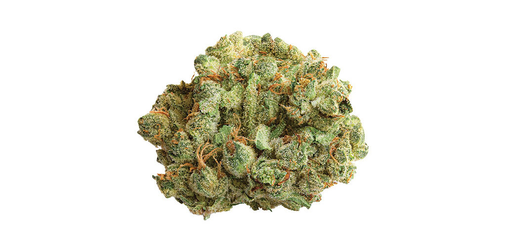 Cocoa Bomb strain
