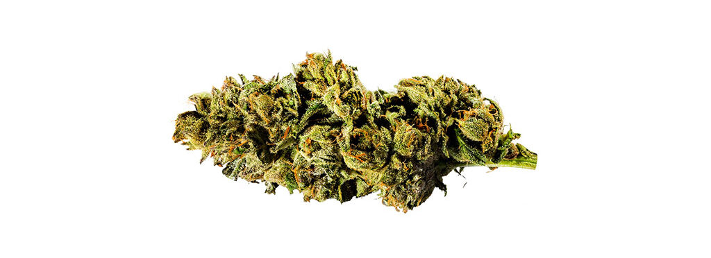 Mint Chip Gelato strain