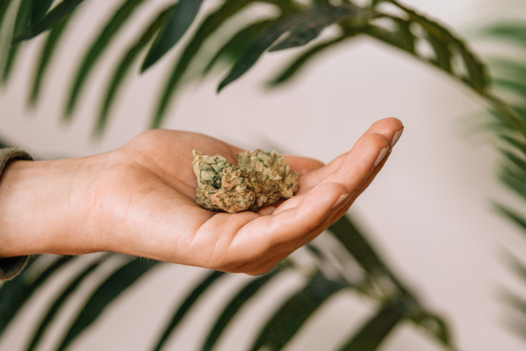 a person holds cannabis buds in their hand