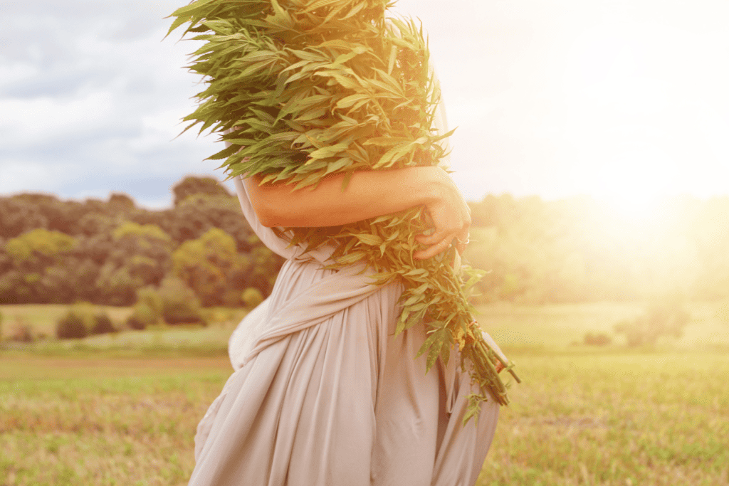 a woman carrying a large bouquet of cannabis plants