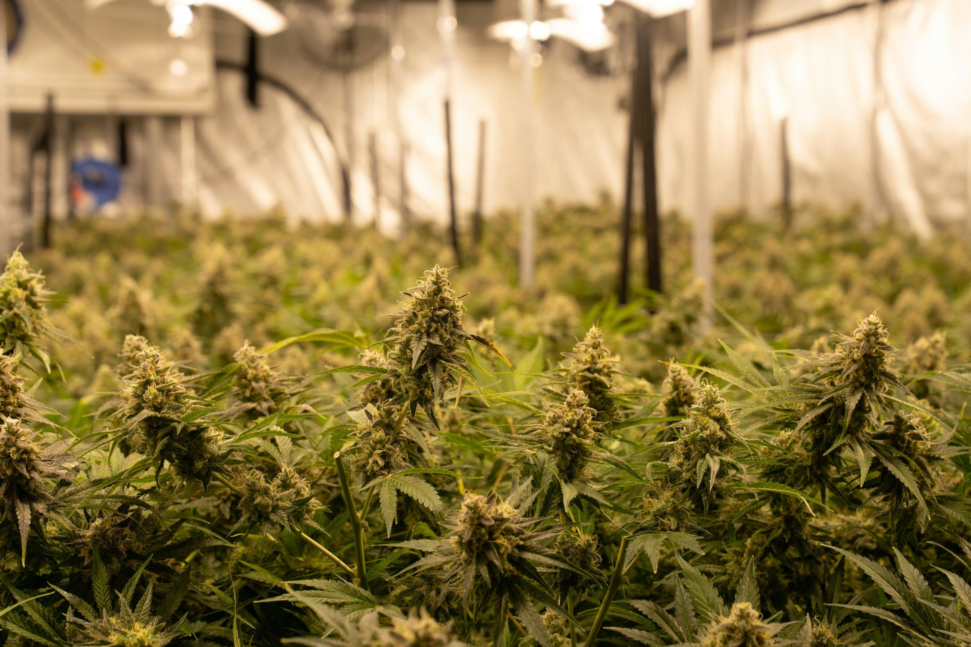 High-quality cannabis being grown indoors