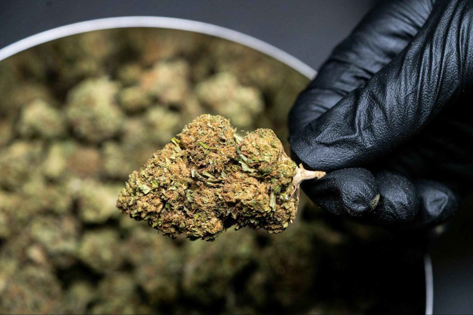 A gloved hand holding a high-quality cannabis bud up close