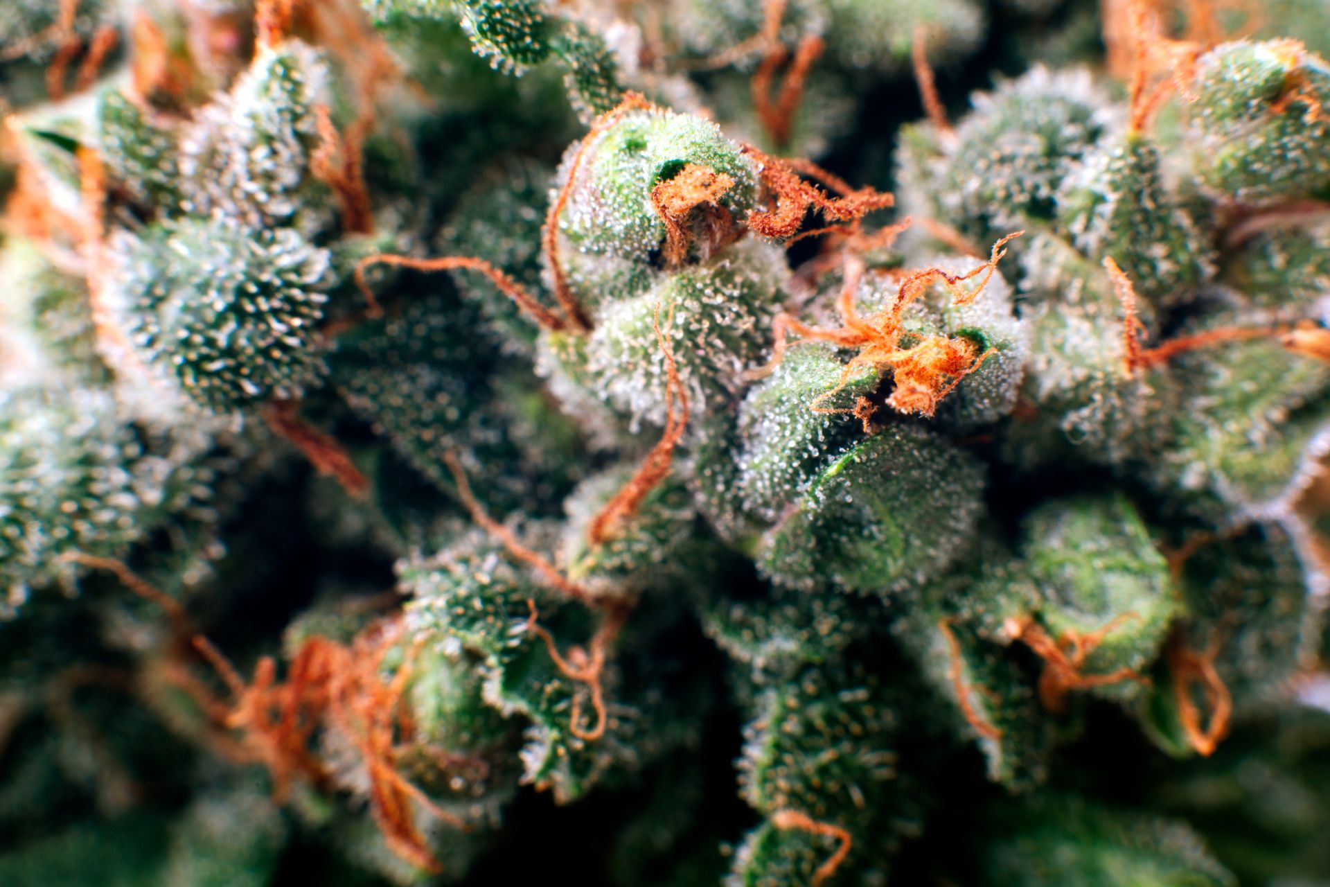 A close-up of a cannabis plant flowers