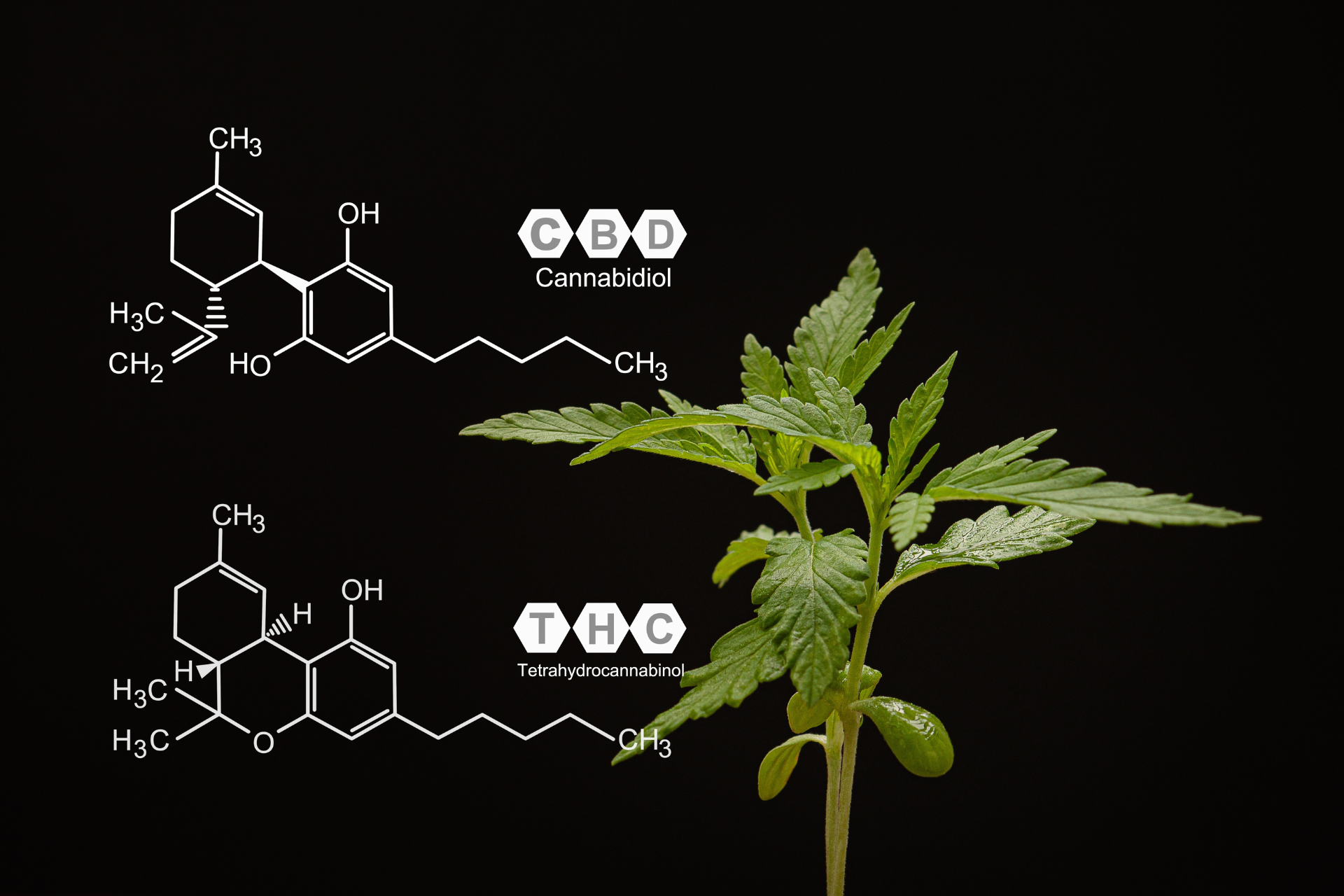 Fresh cannabis sapling plant against a black background with the chemical structures for THC and CBD