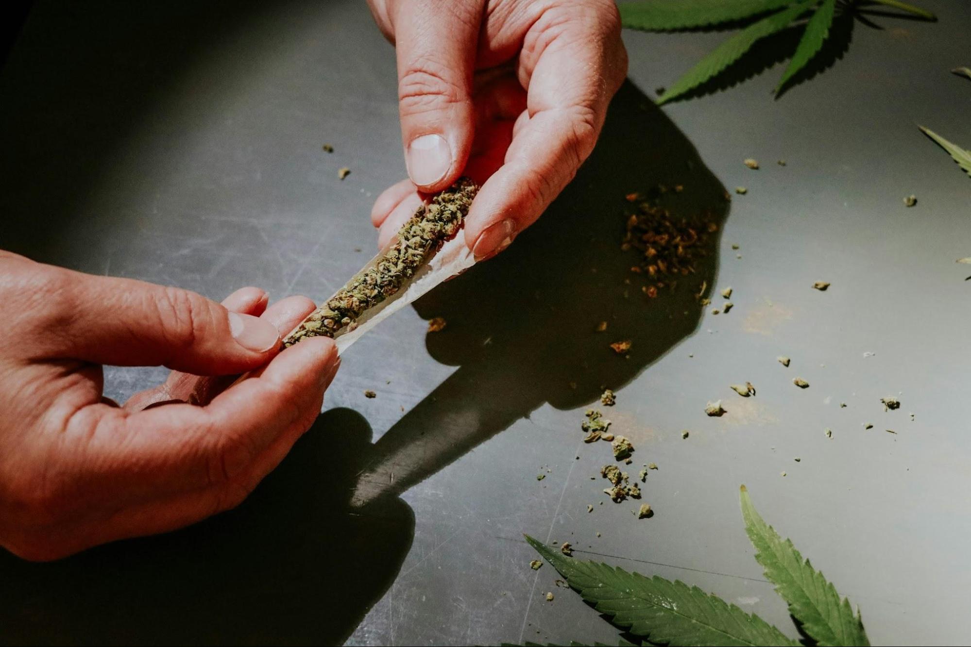A pair of hands rolling a cannabis joint