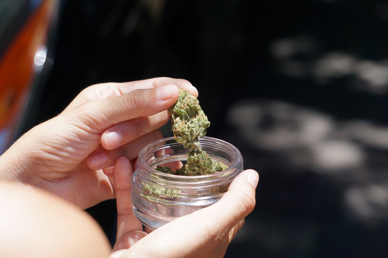 Cannabis flower in a being plucked from glass jar