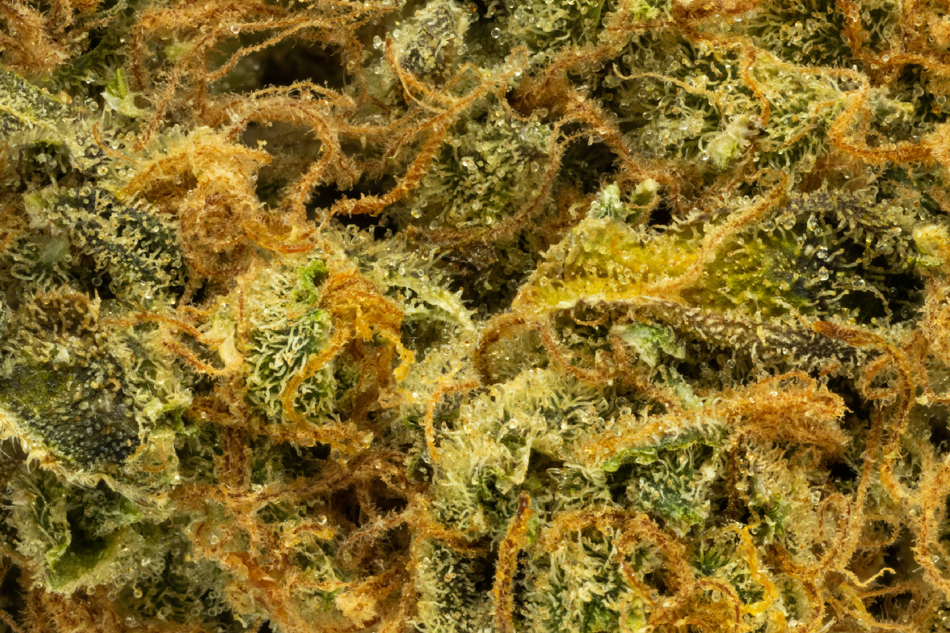 A close-up of the Mandarin Cookies weed strain bud