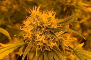 a flowering cannabis plant