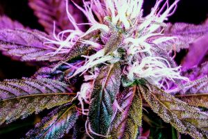 a close-up of a colourful hybrid strain 