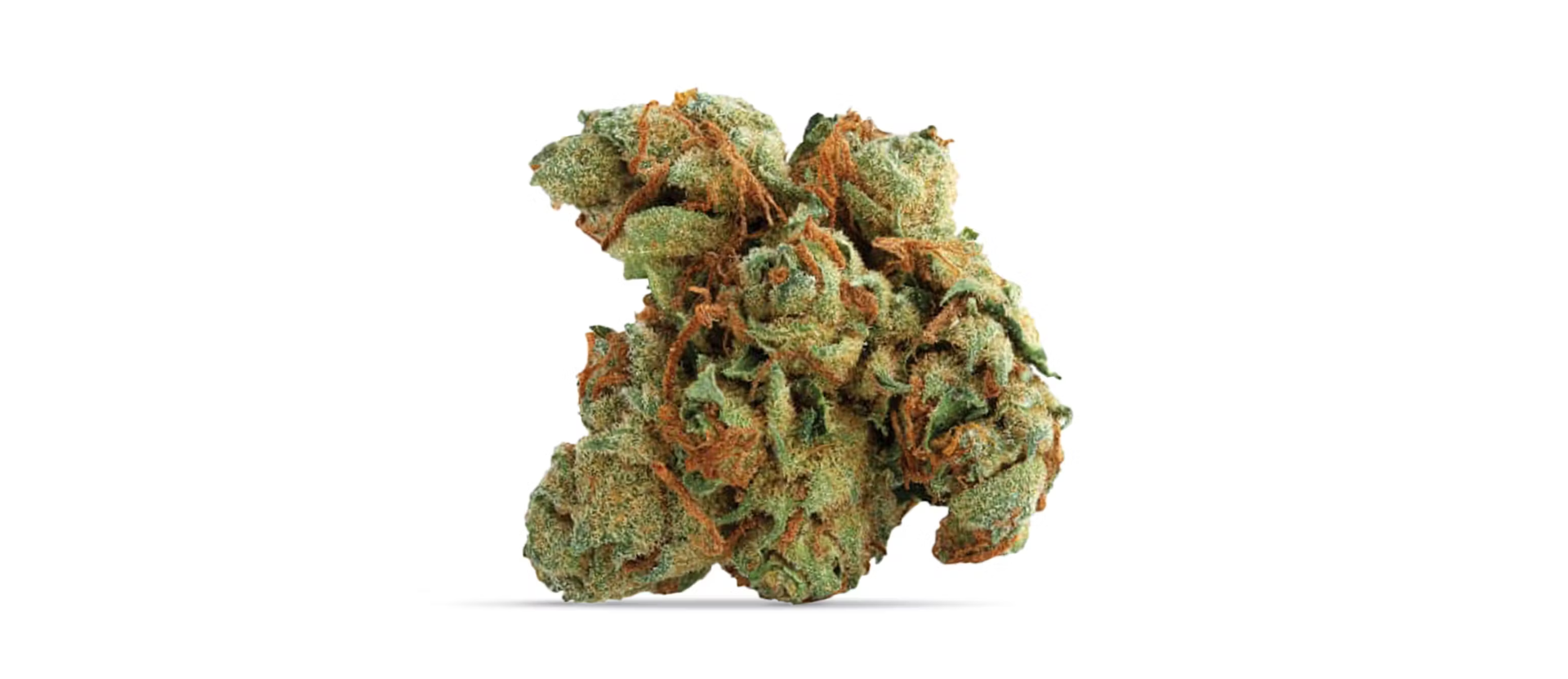 A closeup bud of Tangerine Twist by Spinach