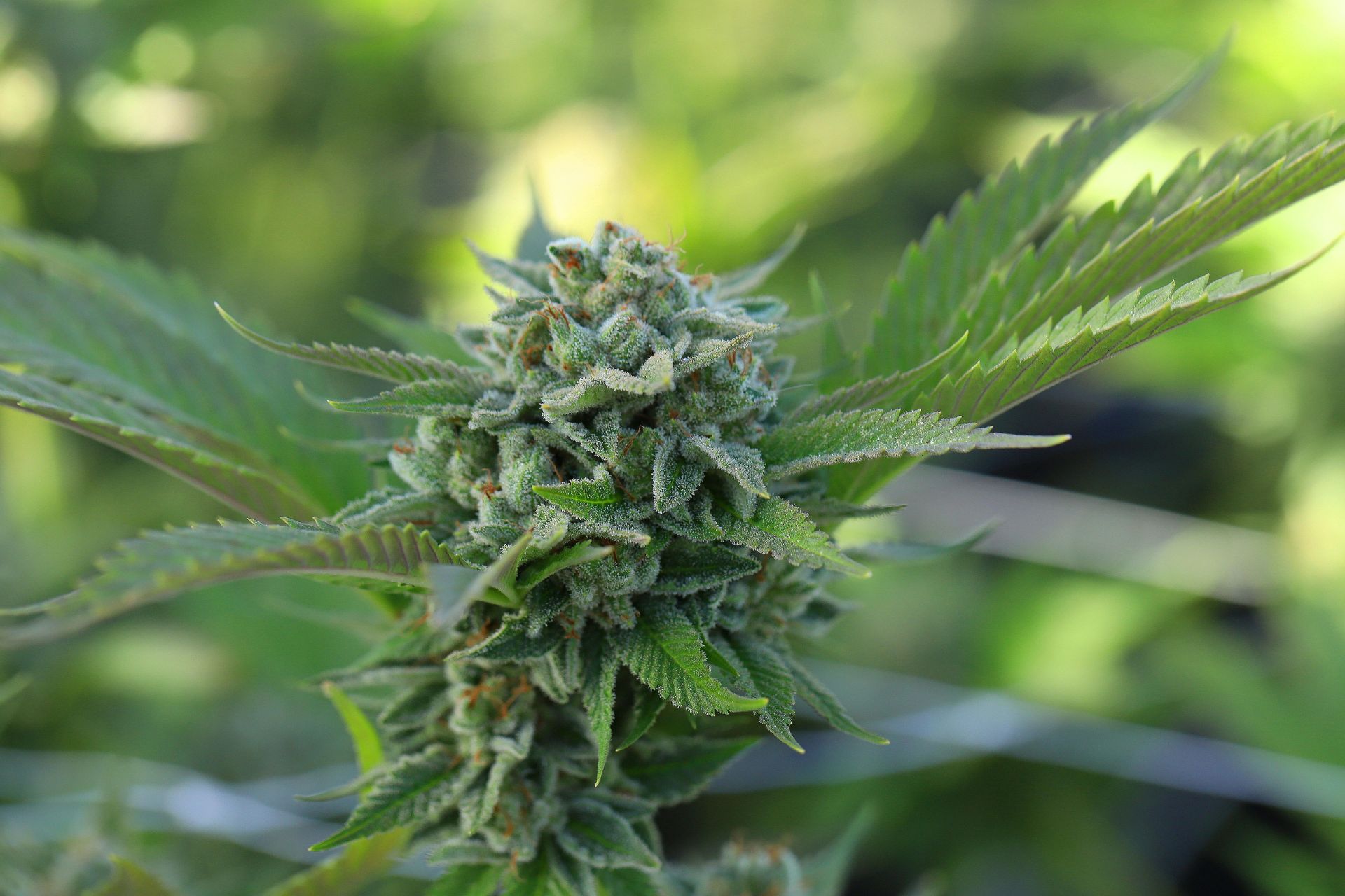A large flowering cannabis bud on a plant