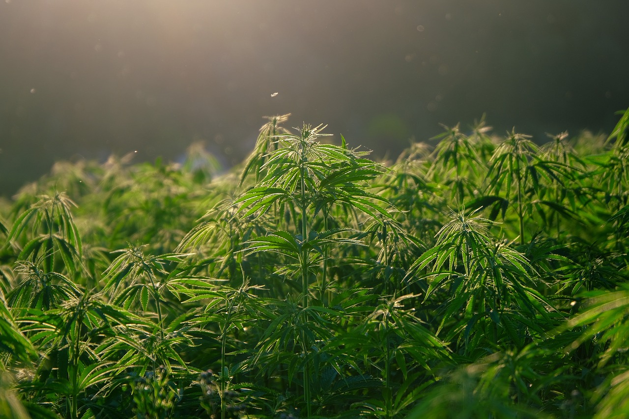 A close-up of a Cannabis Plant Outside in the sun
