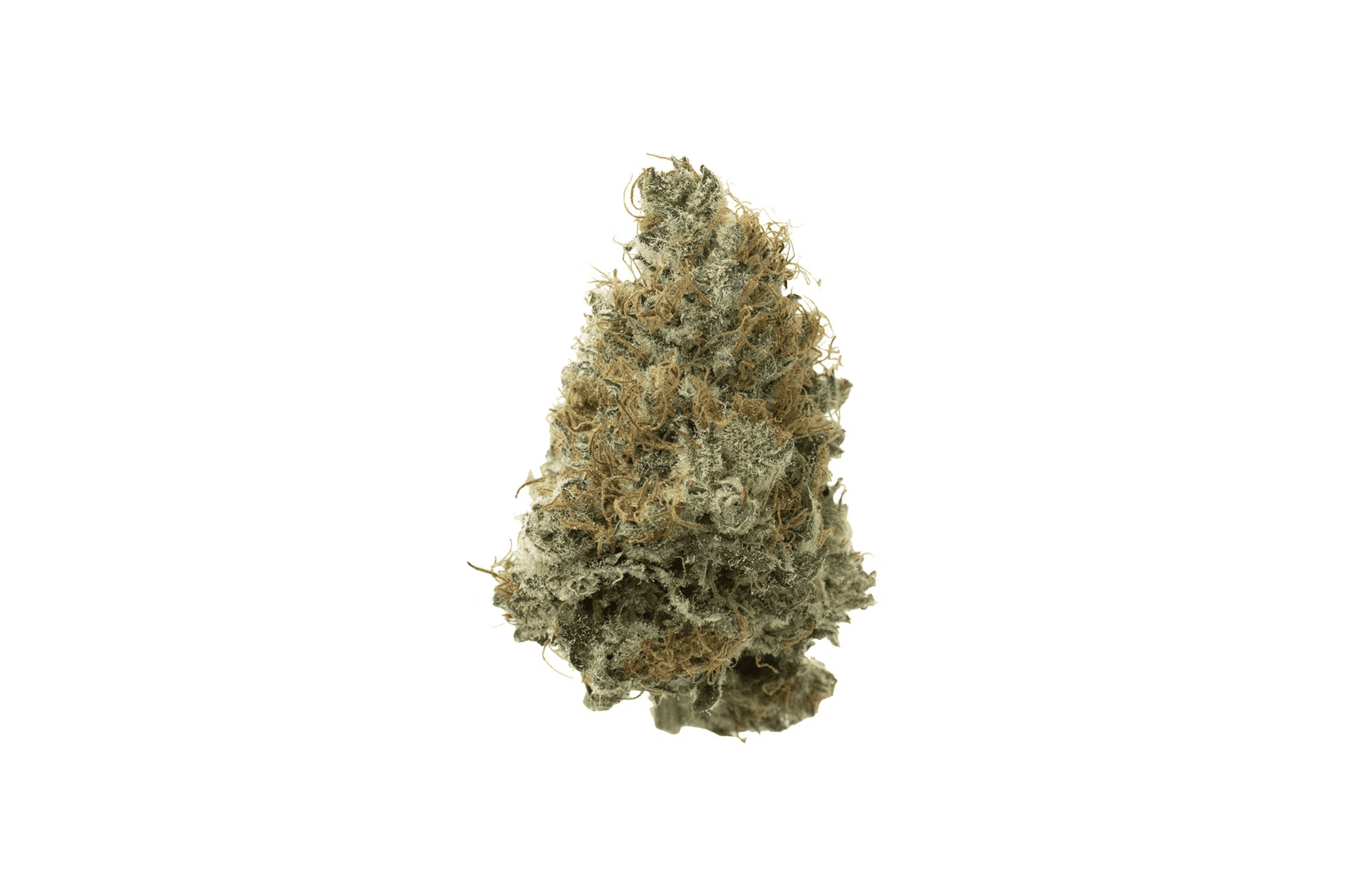 A single cannabis bud of Sweet Island Breeze