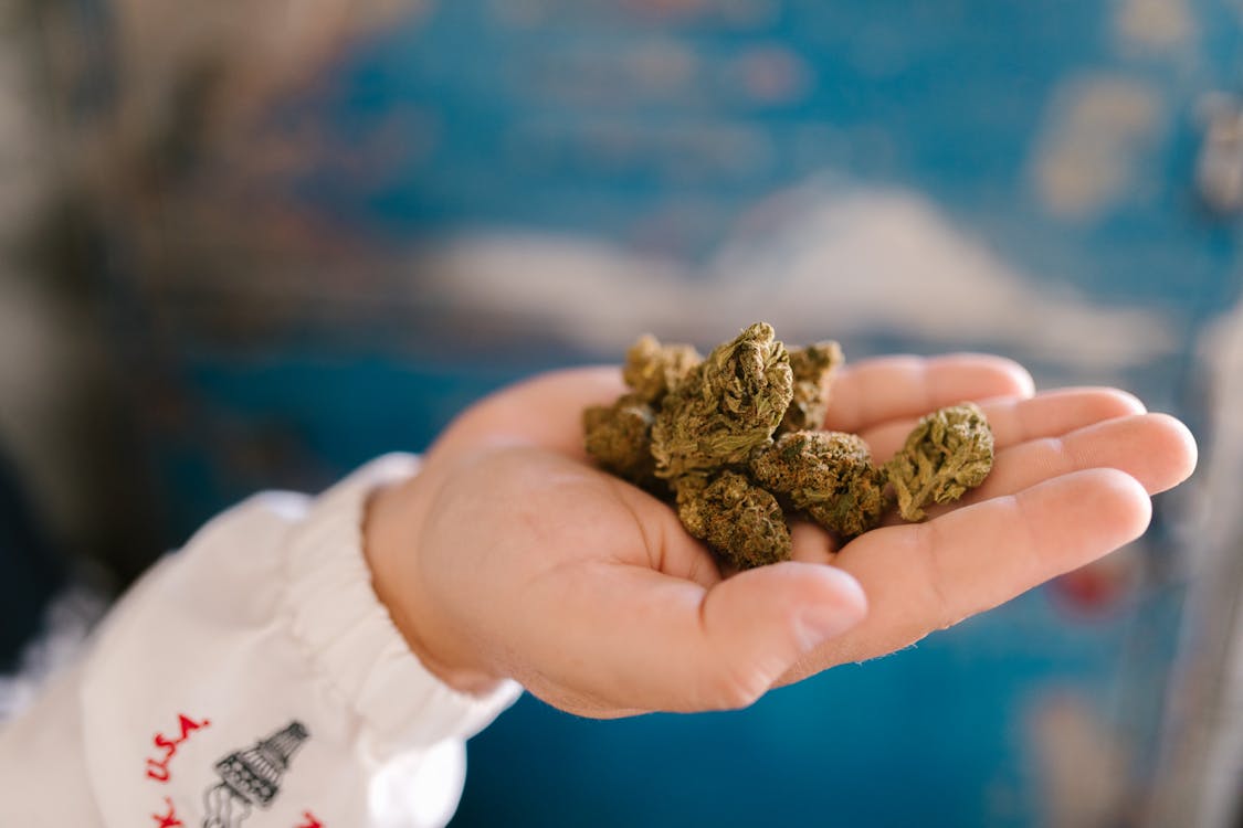 A hand holding a pile of high-quality cannabis buds