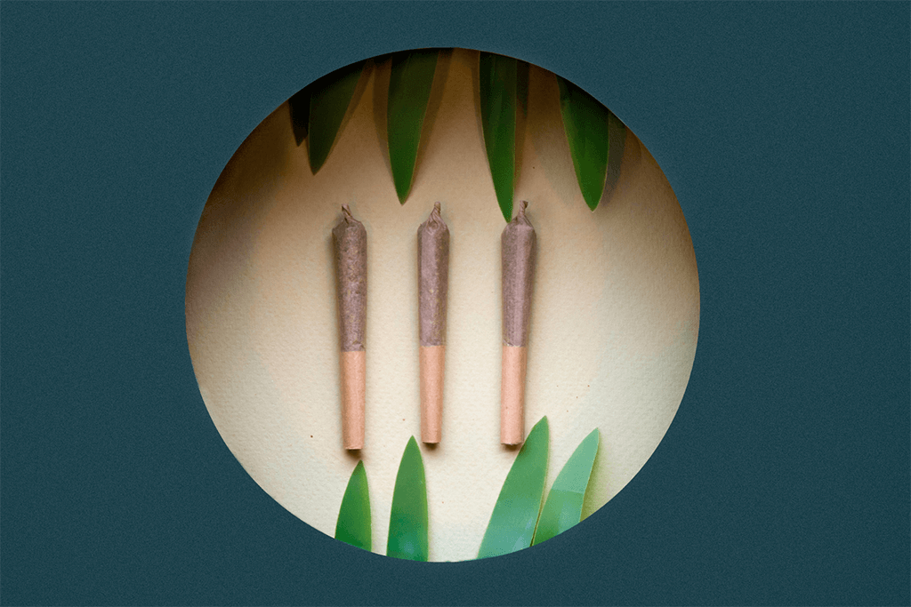 Three True North Cannabis Co. pre-rolls surrounded by leaves